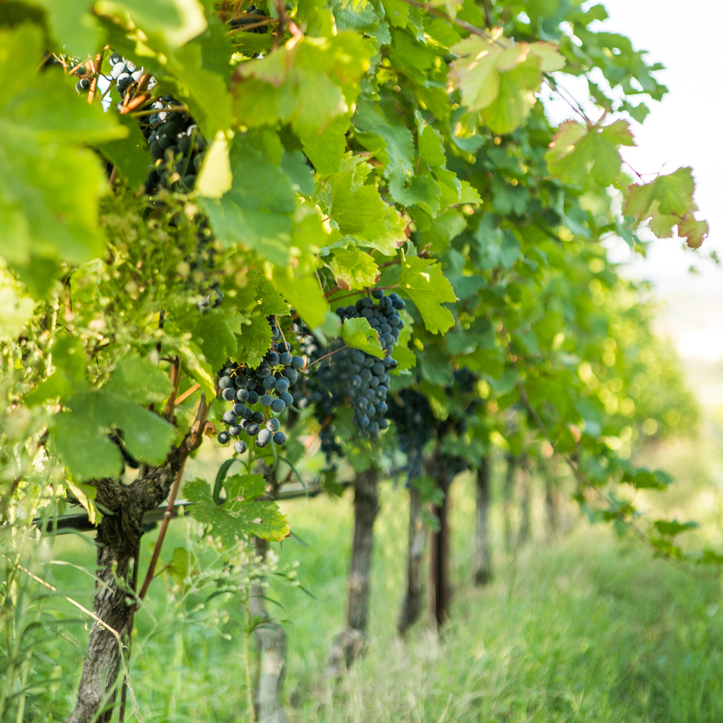 vendemmia